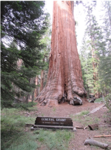 sequoia_Grant