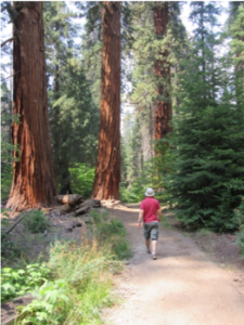sequoia_Mark walking