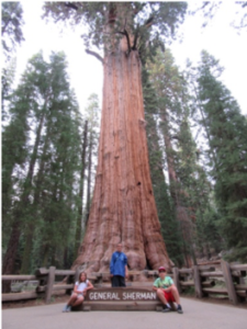 sequoia_Sherman