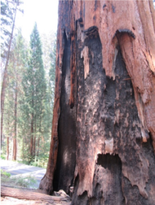 sequoia_burned