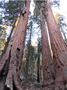 sequoia_burned cluster