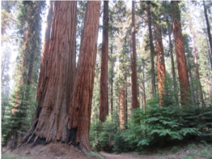 sequoia_cluster