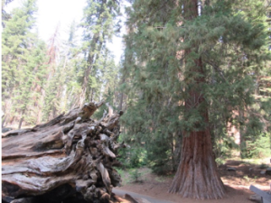 sequoia_fallen
