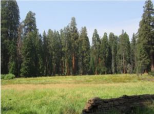 sequoia_meadow
