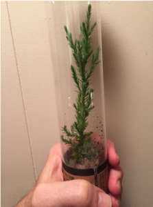 sequoia_sapling