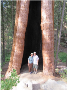 sequoia_shelter