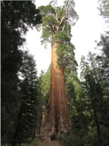 sequoia_thickness