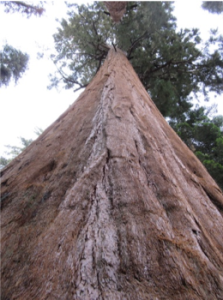 sequoia_upward perspective